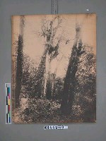 阿里山神木全景藏品圖，第2張